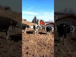 Cows Running To Pasture! #farming #cow #cattle #agriculture #dairyfarm #grazing