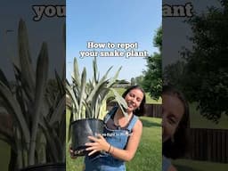 If you’re not beating up your plants when repotting, you’re not doing it right 🤭 #snakeplantcare