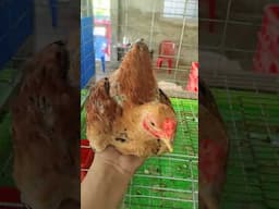 cặp gà tre bắc cọc / tại Mỏ Cày Nam Bến Tre #trangtraigiadinh#gatrebac#gatrebaccoc#ga#gakieng