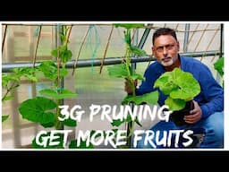 3G CUTTING IN PLANTS - BOOST PRODUCTION OF BOTTLE GOURDS