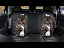 CAT MEMES FAMILY ROAD TRIP TO THE GROCERY STORE