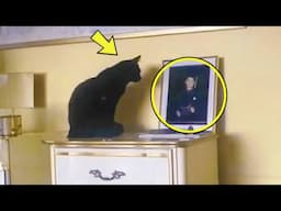 Cat Won’t Stop Staring At A Photo – What The Camera Captures Is Unbelievable!