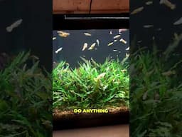 Why Cory LOVES Crypts ❤

#aquariumcoop #aquariumadvice #fishtank