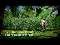 Mexican Sunflower | One of the Most Controversial Mulch Crops