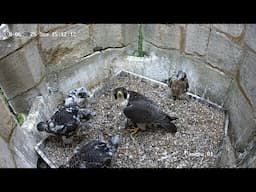 Live Pictures from Kettering Peregrines 2025
