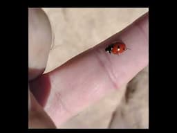 This Tiny Ladybug Refuses To Leave My Finger!