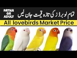 lovebird prices 2025 | lovebird price in Pakistan