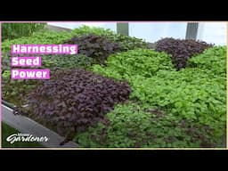 Microgreens: Radical Shoots | Volunteer Gardener