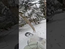Who Would Have Thought?🌳 #snowboarding #skiing #fail #tree #broken #powder #snow #funny #lol #close
