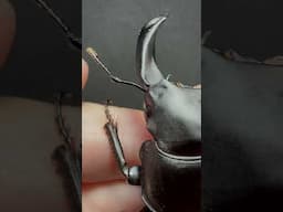 オオクワガタ  [Okuwakata] ‘Dorcus hopei binodulosus 76mm.‘