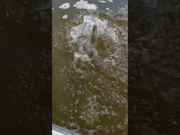 They were thumping that DOA today! #fishing #fish