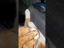 Let Me Work #shorts #cats #pets