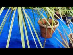 Marginata  Marginata / marginata Colorama plants/ Repotting /Propogation / full care