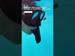 🎥 🤿 Discover the Wonders of Coral Reefs at Barefoot Manta Resort in Fiji