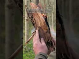 Fire by Friction, with fungus. #modernbushcraft #bushcraft