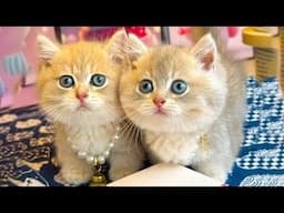 Kittens Playing on the Grass with Ducklings, Hedgehogs, Piglets & Fawns – So Much Cuteness!
