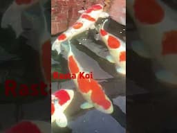 Spring Koi - #japan #koi #koipond #sleep #animals