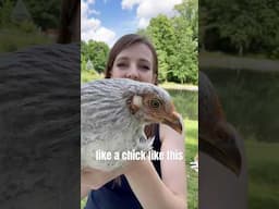 When To Introduce New Chicks to Your Flock- The Best Rule to Prevent Bullying