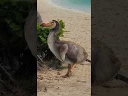 The REAL reason the dodo went extinct