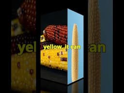 Beyond Yellow: Discover the Rainbow of Corn Colors!