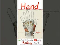 Muscles & Tendons of Hand - Anatomy of Upper Limb (Upper Extremities) - Part 2...#doctor #nurse