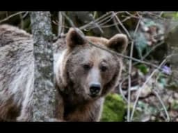 Three Fatal Bear Attacks That Will Give You Nightmares
