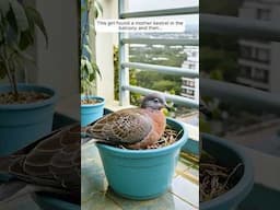 This girl found a mother kestrel in the balcony and then...