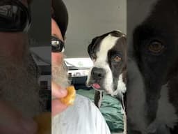 DUKER! #boxerdog #americanbully #chickennuggets #mcdonalds #pitbosswaterfowl