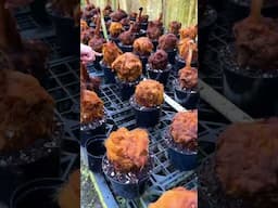 Growing Golden Chicken ferns at Aroid Greenhouses! #funnyplants