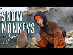 How to see Japan's SNOW MONKEYS | NAGANO