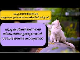 പൂച്ചയെ ഇണചേർക്കാൻ പ്ലാൻ ഉണ്ടോ ? ഈ കാര്യങ്ങൾ ശ്രദ്ധിച്ചാൽ നല്ലത് | Mehrins Cattery | Persian Cat