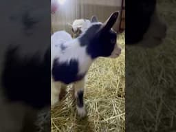 Baby Goat Linus Has A Sleepover #funnycute #sillyness #aww #goat #shorts #fyp #sleep