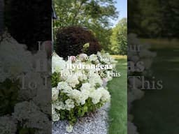 Number One Overlooked Step to Amazing Hydrangeas #hydrangeas #hydrangealove