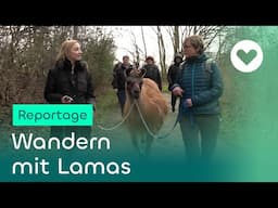 Wandern mit Lamas