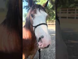 Reading Horses