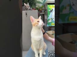 Alisa short   BA cat cafe #adventure #shorts #catcafe #familyfun