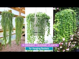 14 Drought Tolerant Plants for Hanging Baskets