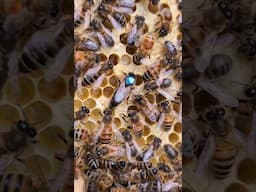 Bienen Königin kaufen aber wo? Anpaarungsstand Dunkle Biene Deutschland