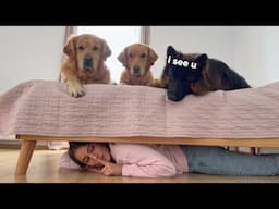 Playing Hide and Seek with My Dogs... They Were SO Suspicious!