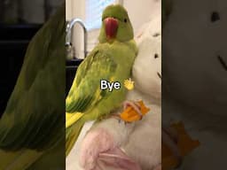 Having a nighttime snack 🫑#birds #parrots #shorts #pets