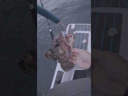 fish didn't even know he was caught #fishingcalifornia #lingcod #fishing