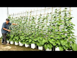 No Big Garden, No Hard Work – The Easiest Way to Grow Vegetables for Beginners!