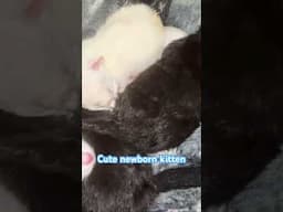 Newborn kittens 🐱 #cat #kitten #catlove #babyanimals #newbornbaby