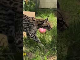 Ocelot Rio & Fishing Cat Sushi LIVE || The Wildcat Sanctuary
