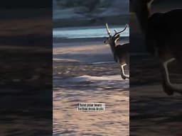 Arctic Documentary - 20-Days Across the Barren Grounds by Canoe
