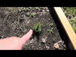 My HERB GARDEN after the storms and flooding