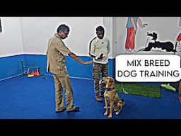 This Pet Parent adopted Stray mixed Dog & Started his Training || Sit & Down Training  (in Hindi 4k)
