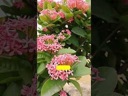 15 Summer Flowers in My Garden | গরমের ১৫টি ভাল ফুল