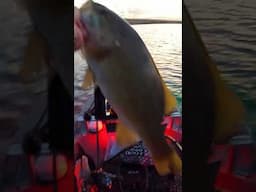 Big Bass Eats Big Swimbait