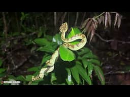 SNAKE ಹಾರಪಿಂಗ್, ಆಗುಂಬೆಯ ಮಧ್ಯಾರಾತ್ರಿಯಲ್ಲಿ ಹಾವುಗಳ ಹುಡುಕಾಟ 🤬😵‍💫